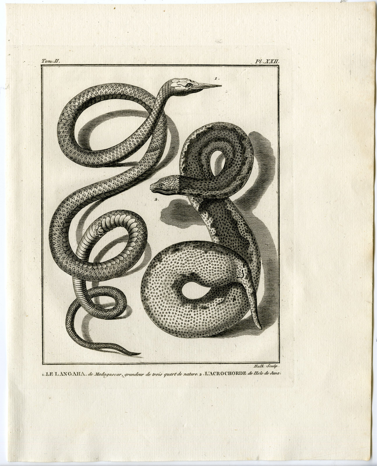 , Snakes-Lacepede-1799, Pictura Antique Prints