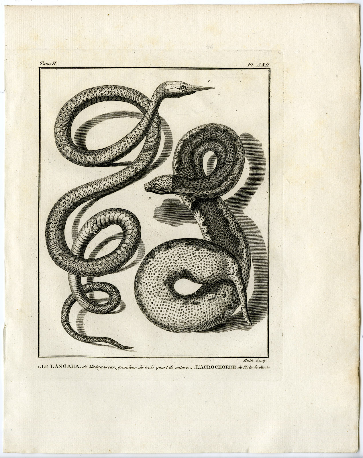 , Snakes-Lacepede-1799, Pictura Antique Prints