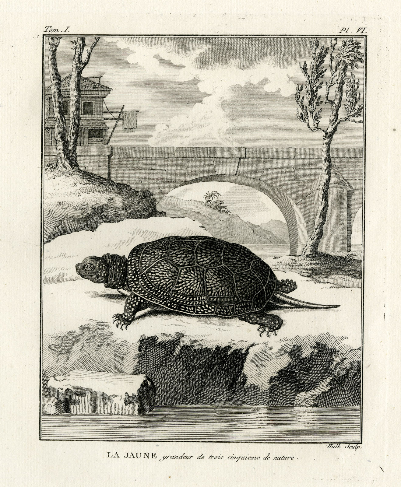 , Antique Print-YELLOW TURTLE SPECIES-LA JAUNE-Hulk-Buffon-Lacepede-1799, Pictura Antique Prints