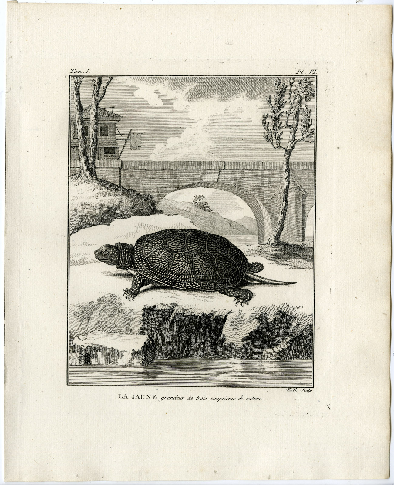 , Antique Print-YELLOW TURTLE SPECIES-LA JAUNE-Hulk-Buffon-Lacepede-1799, Pictura Antique Prints