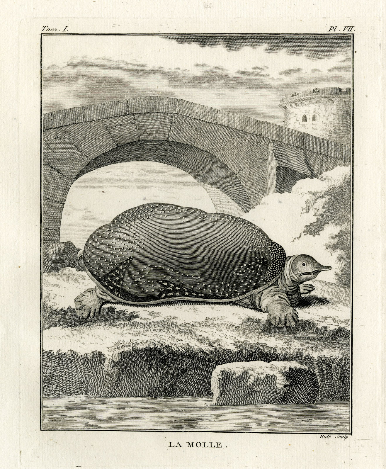 , Antique Print-SPINY SOFTSHELL TURTLE-MOLLE-Hulk-Buffon-Lacepede-1799, Pictura Antique Prints