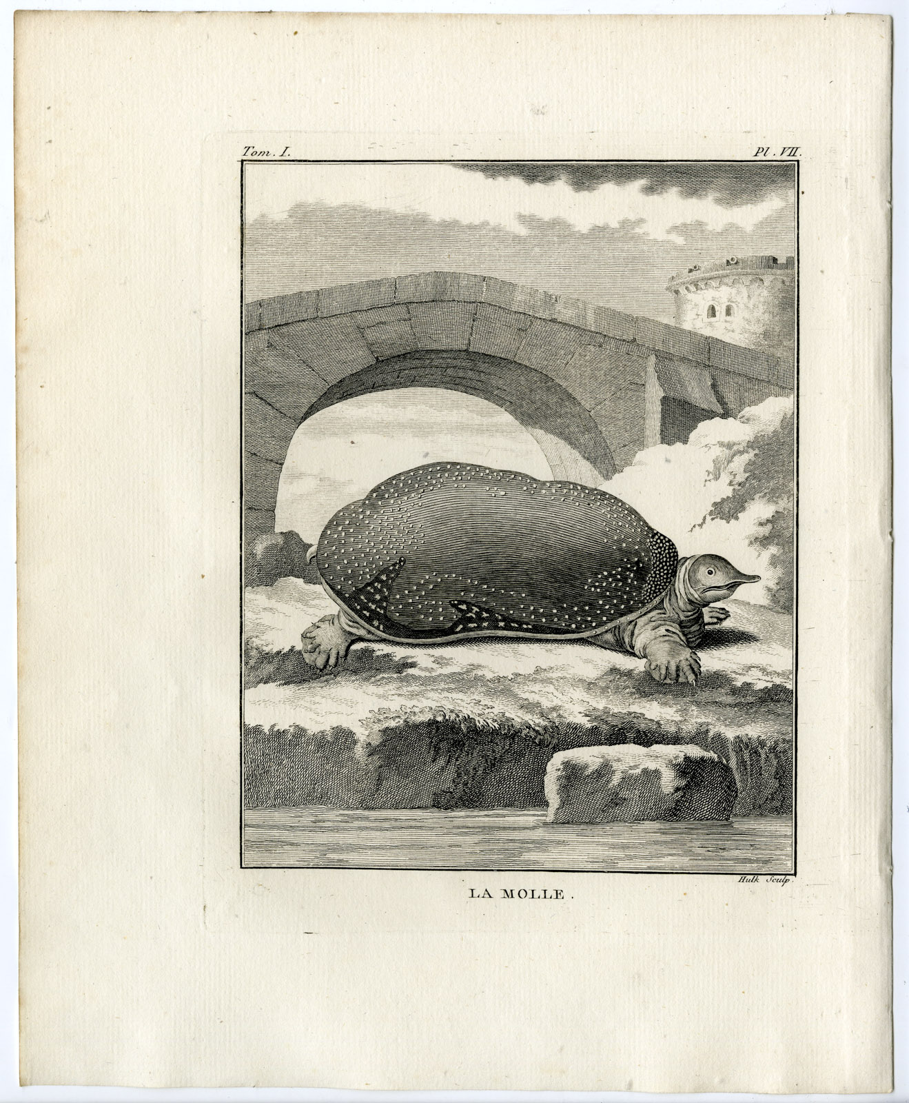 , Antique Print-SPINY SOFTSHELL TURTLE-MOLLE-Hulk-Buffon-Lacepede-1799, Pictura Antique Prints