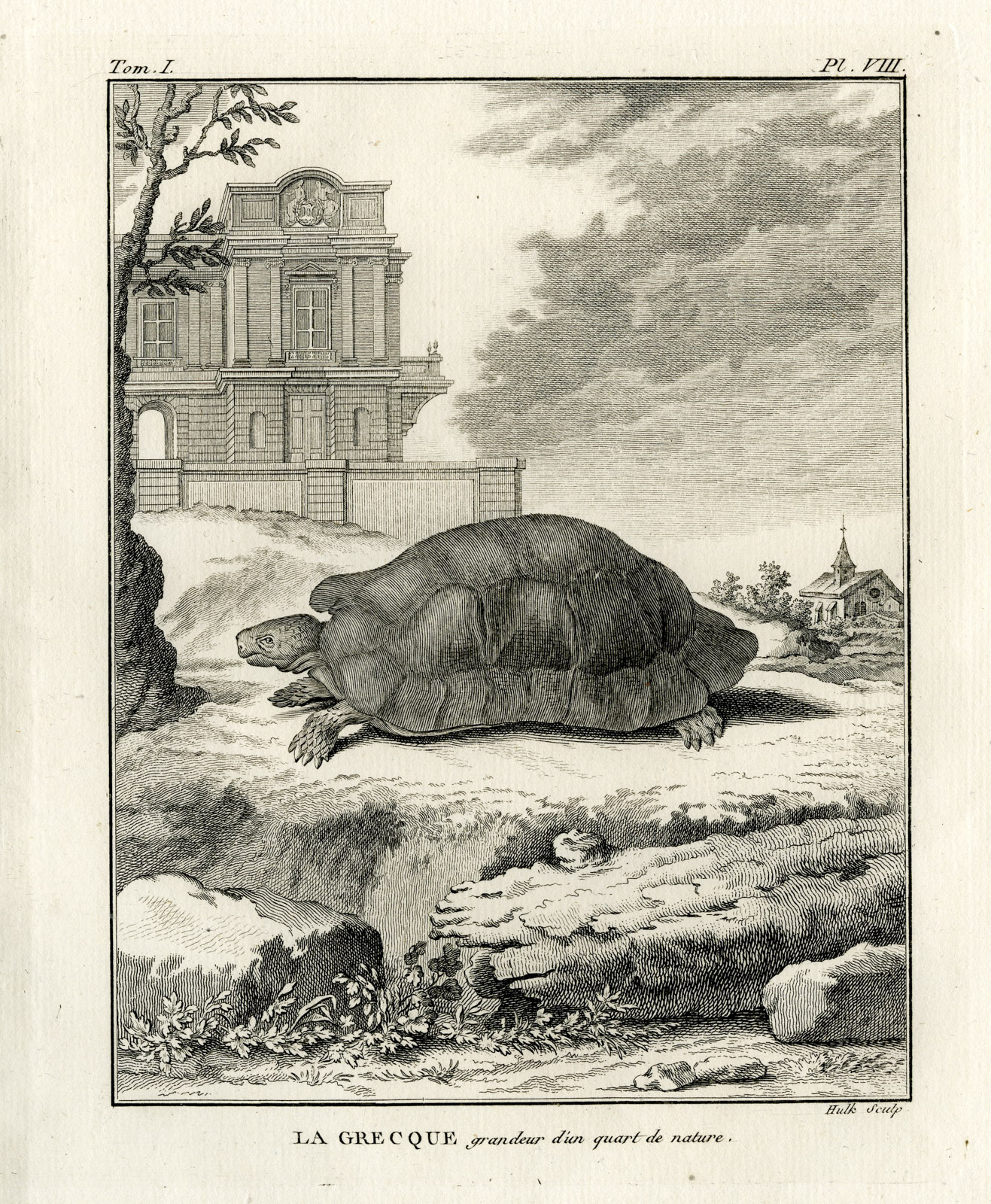 , Antique Print-GREEK TORTOISE-TESTUDO GRAECA-Hulk-Buffon-Lacepede-1799, Pictura Antique Prints