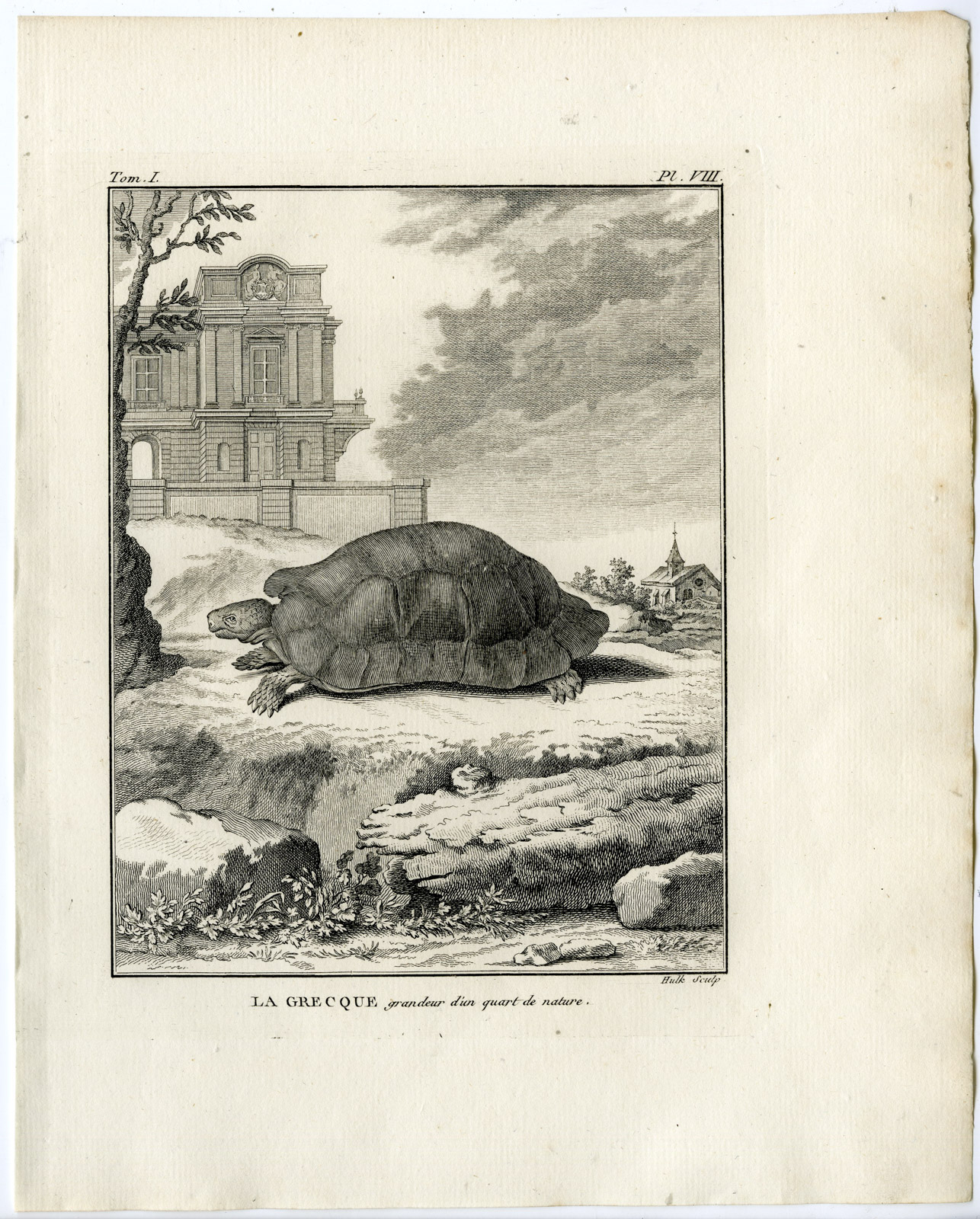 , Antique Print-GREEK TORTOISE-TESTUDO GRAECA-Hulk-Buffon-Lacepede-1799, Pictura Antique Prints