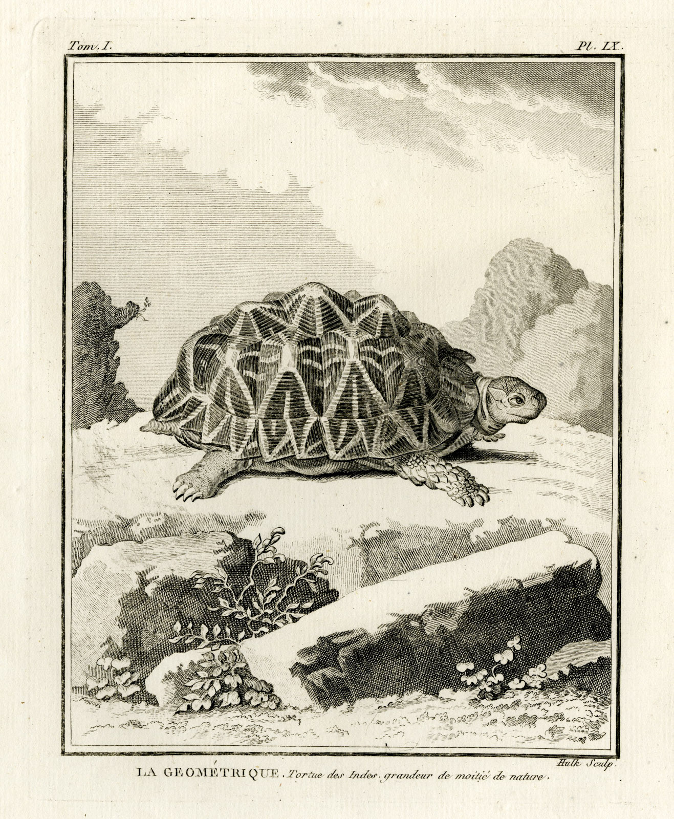 , Antique Print-GEOMETRIC TORTOISE-Hulk-Buffon-Lacepede-1799, Pictura Antique Prints
