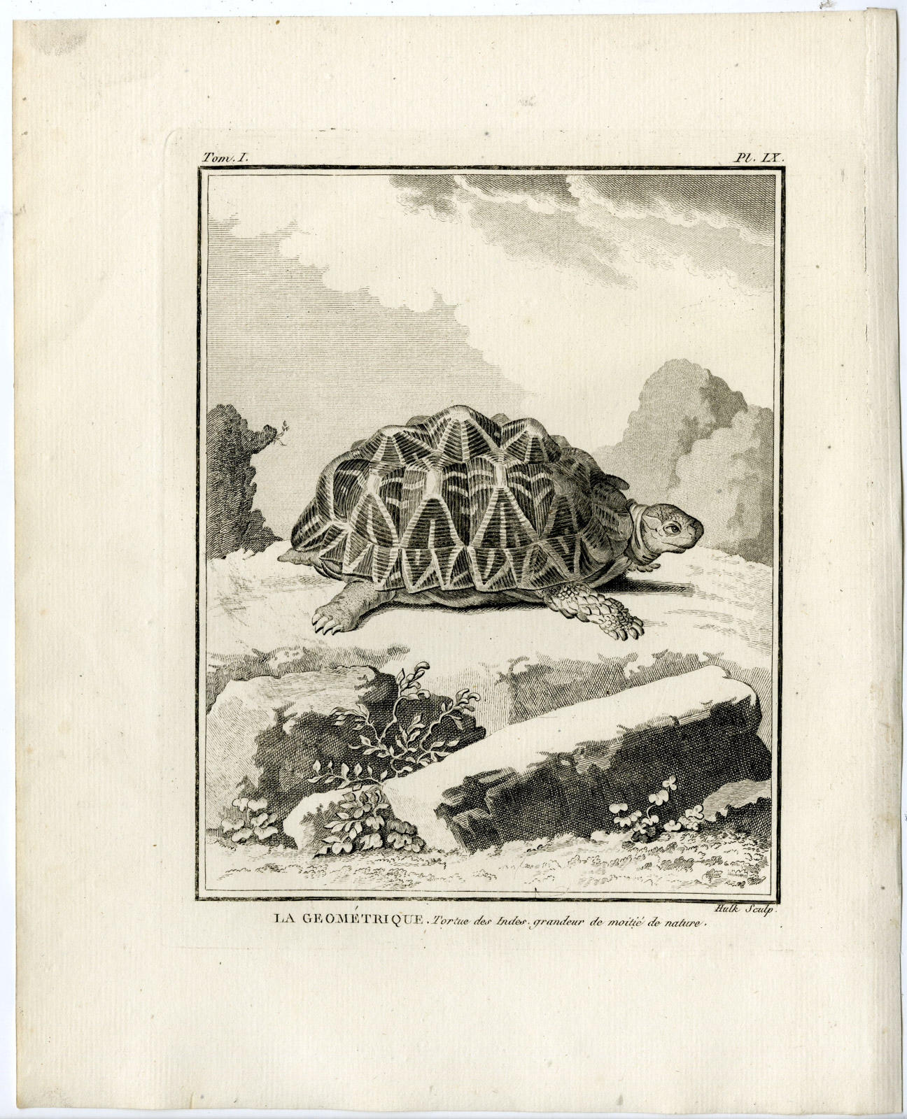 , Antique Print-GEOMETRIC TORTOISE-Hulk-Buffon-Lacepede-1799, Pictura Antique Prints