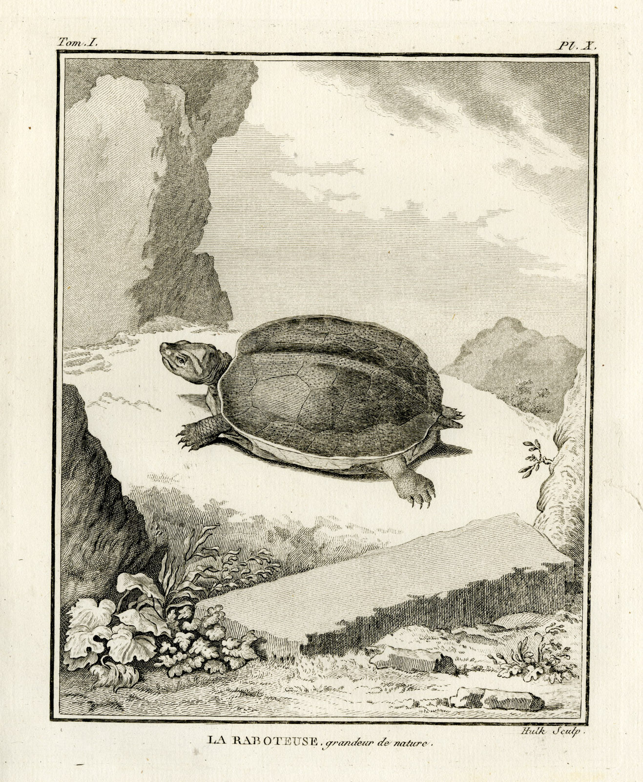 , Antique Print-TURTLE-TORTOISE SPECIES-RABOTEUSE-Hulk-Buffon-Lacepede-1799, Pictura Antique Prints
