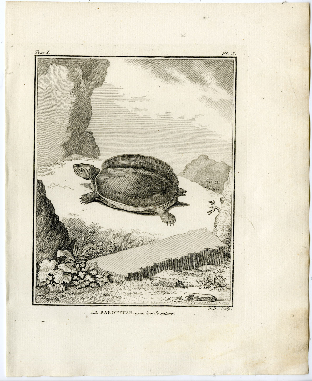 , Antique Print-TURTLE-TORTOISE SPECIES-RABOTEUSE-Hulk-Buffon-Lacepede-1799, Pictura Antique Prints