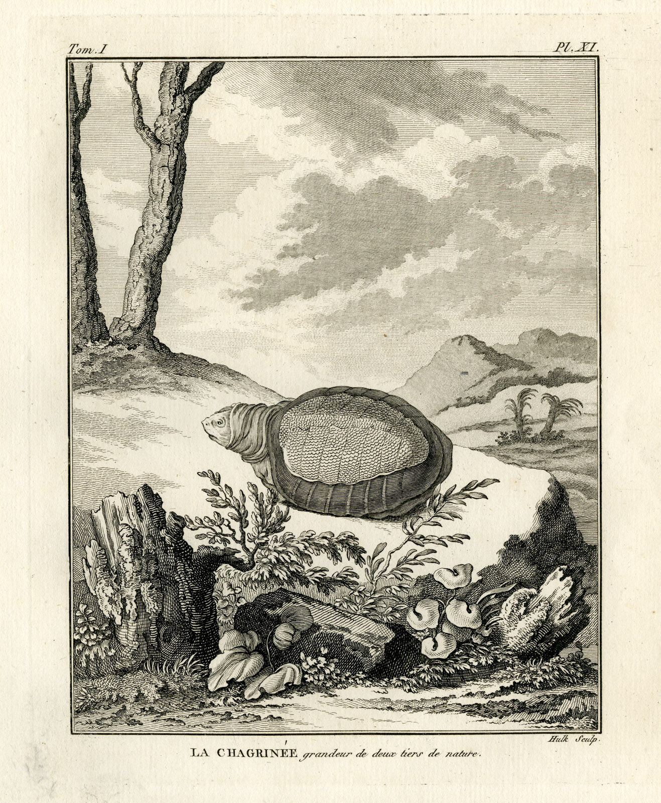 , Antique Print-TURTLE-TORTOISE SPECIES-CHAGRINEE-Hulk-Buffon-Lacepede-1799, Pictura Antique Prints