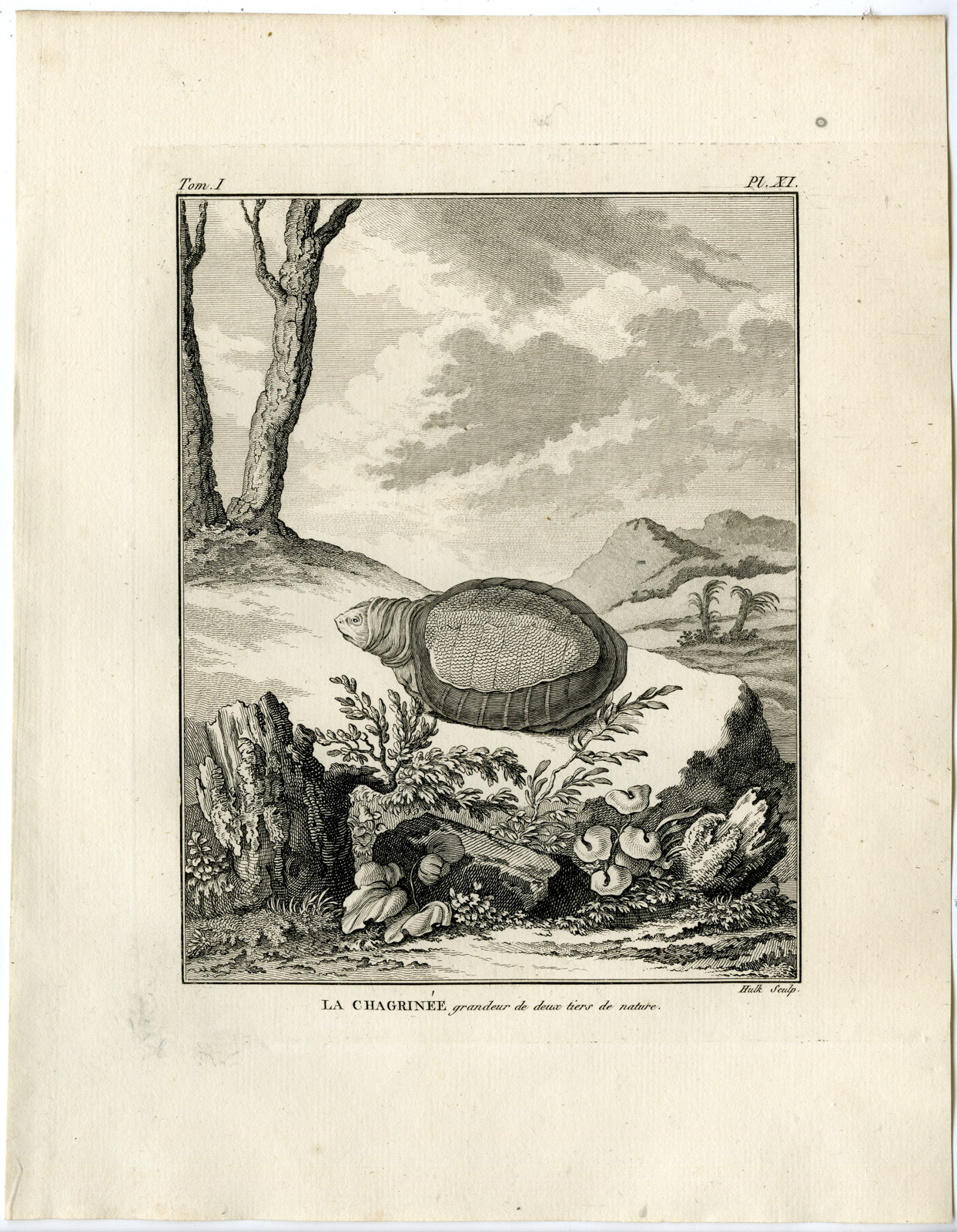 , Antique Print-TURTLE-TORTOISE SPECIES-CHAGRINEE-Hulk-Buffon-Lacepede-1799, Pictura Antique Prints