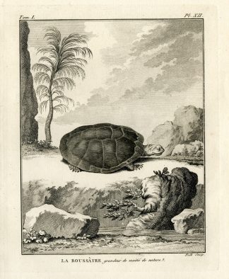 Antique Print-AFRICAN HELMETED TURTLE-TERRAPIN-Hulk-Buffon-Lacepede-1799