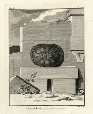 Antique Print-INDIAN BLACK TURTLE-POND TERRAPIN-Hulk-Buffon-Lacepede-1799