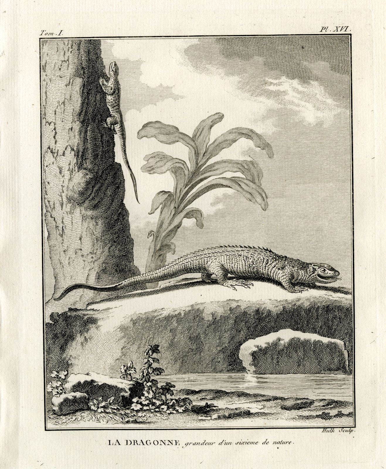 , Antique Print-DRAGON LIZARD-VARANIDAE-Hulk-Buffon-Lacepede-1799, Pictura Antique Prints