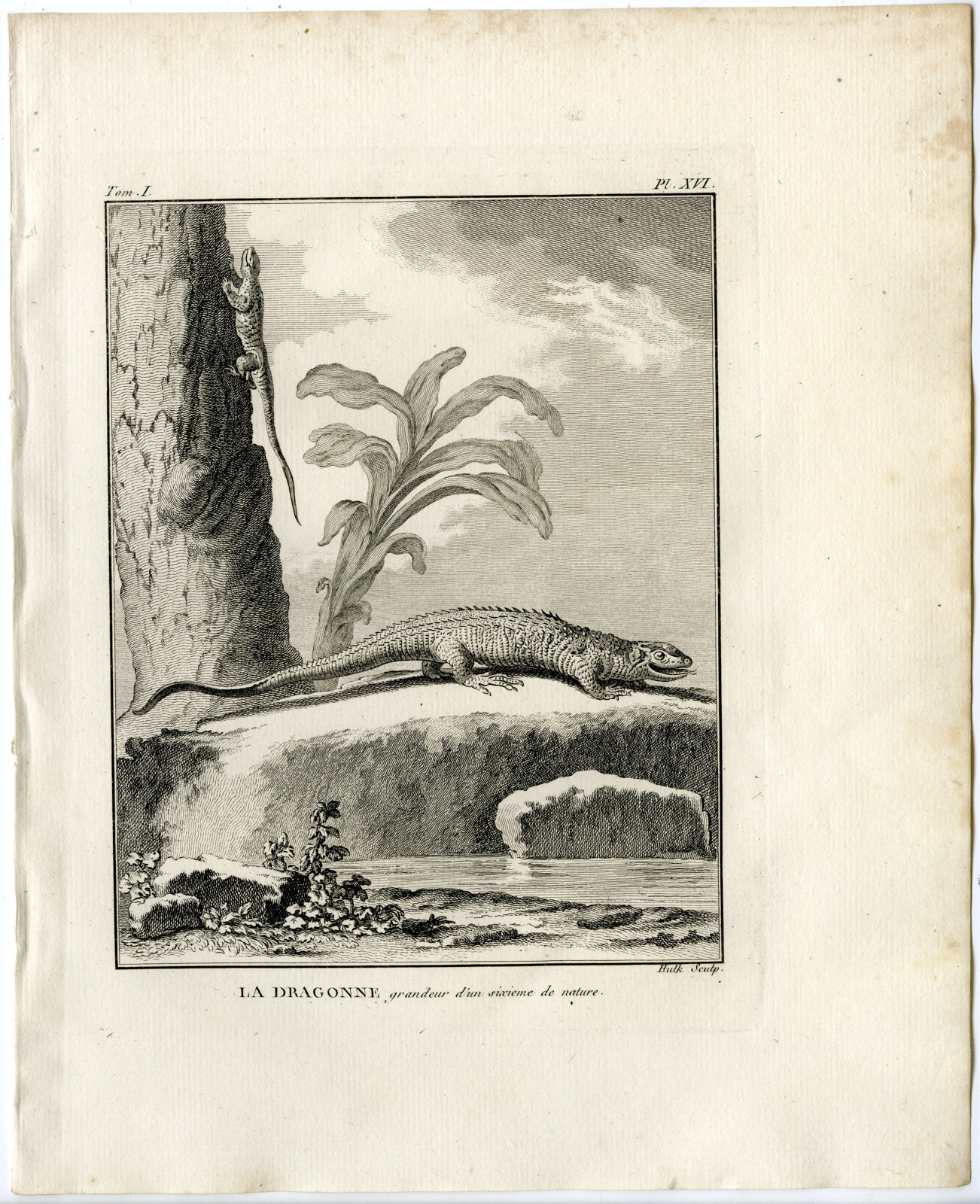 , Antique Print-DRAGON LIZARD-VARANIDAE-Hulk-Buffon-Lacepede-1799, Pictura Antique Prints
