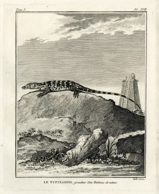 Antique Print-TUPINAMBIS-TEGU-LIZARD-Hulk-Buffon-Lacepede-1799