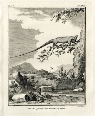 Antique Print-IGUANA-IGUANE-LIZARD-Hulk-Buffon-Lacepede-1799