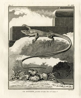 Antique Print-COMMON GREEN FOREST LIZARD-Hulk-Buffon-Lacepede-1799