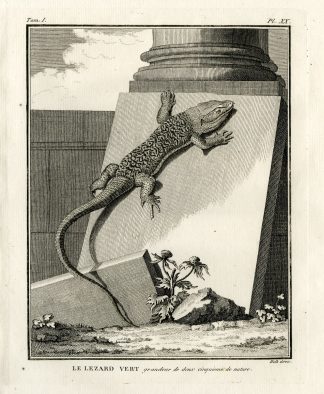 Antique Print-GREEN LIZARD-LEZARD VERT-Hulk-Buffon-Lacepede-1799