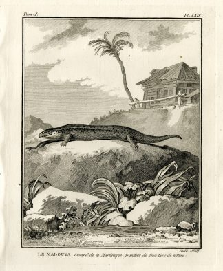 Antique Print-TROPICAL HOUSE GECKO-MABOUIA-Hulk-Buffon-Lacepede-1799
