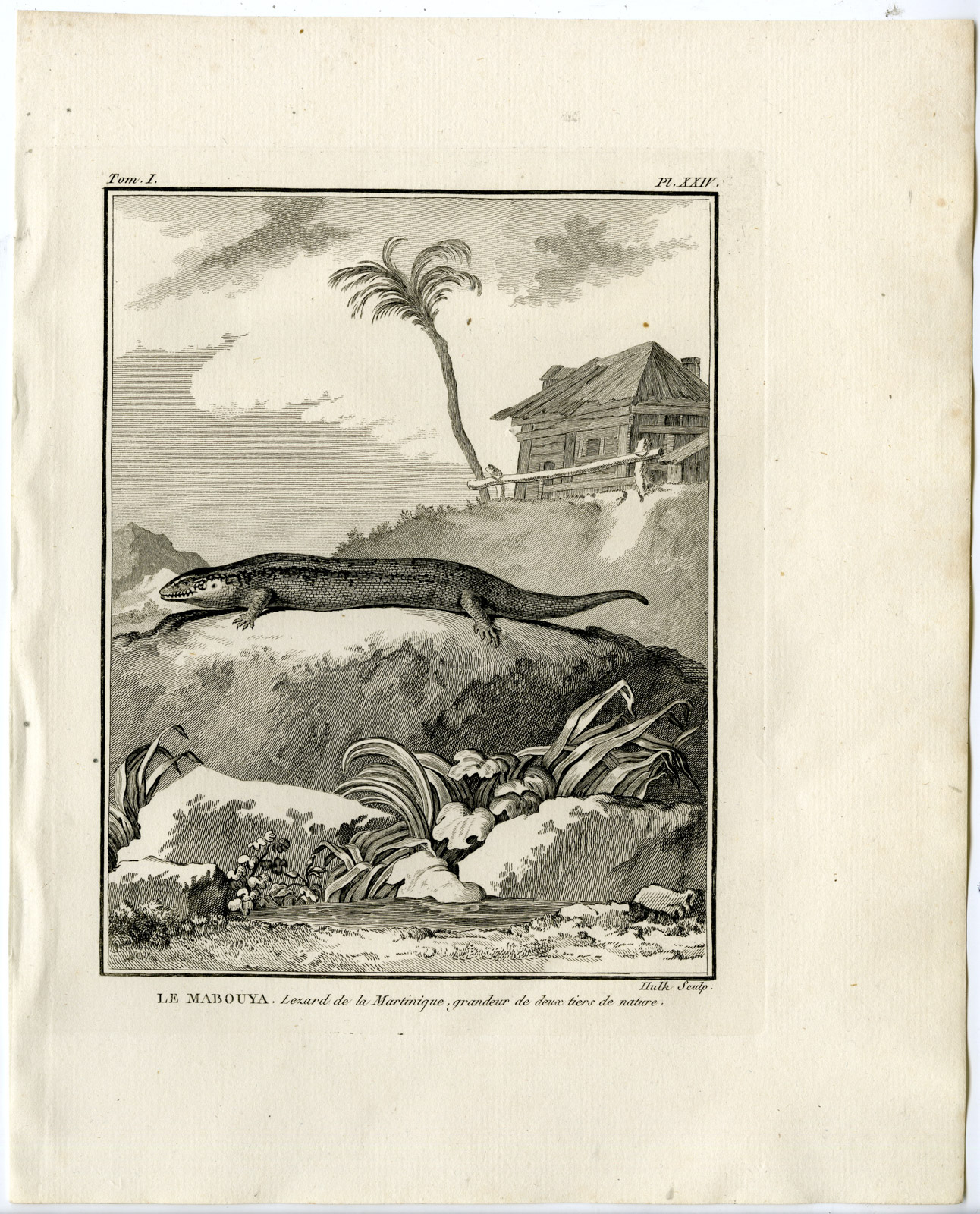 , Antique Print-TROPICAL HOUSE GECKO-MABOUIA-Hulk-Buffon-Lacepede-1799, Pictura Antique Prints