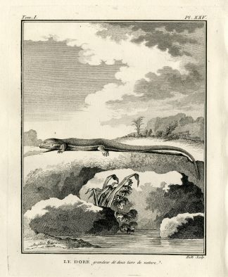 Antique Print-GOLDEN LIZARD SPECIES-DORE-Hulk-Buffon-Lacepede-1799