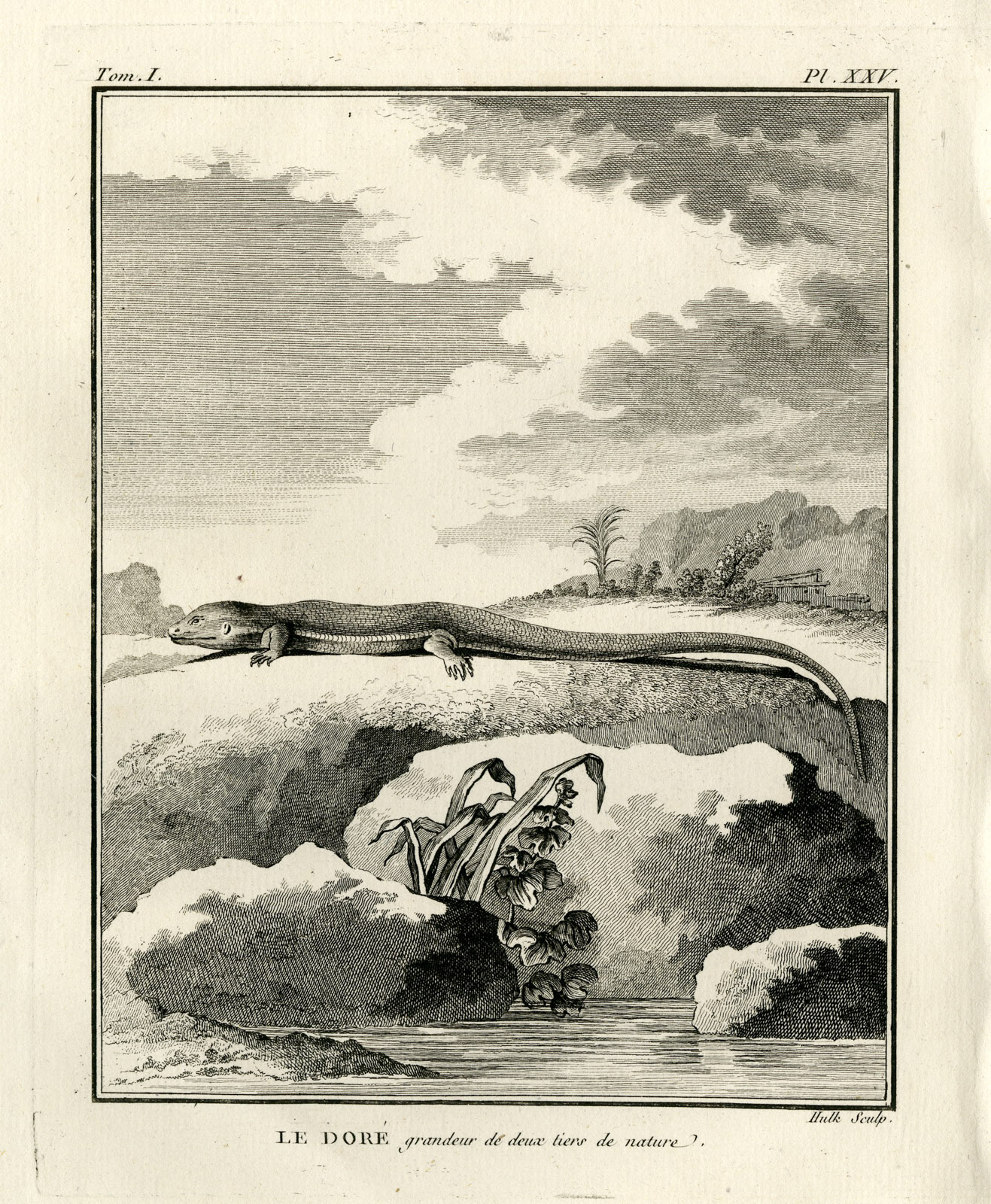 , Antique Print-GOLDEN LIZARD SPECIES-DORE-Hulk-Buffon-Lacepede-1799, Pictura Antique Prints