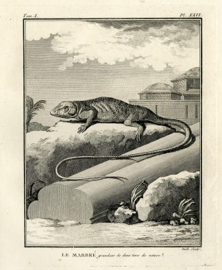 Antique Print-MARBLED NEWT-TRITURUS MARMORATUS-Hulk-Buffon-Lacepede-1799