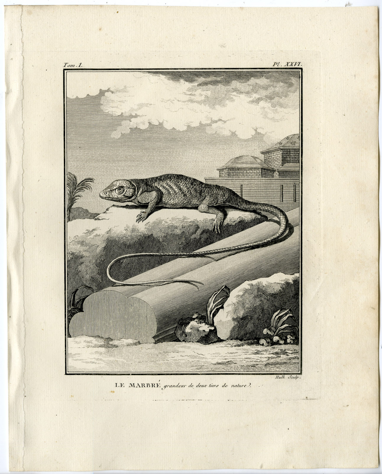 , Antique Print-MARBLED NEWT-TRITURUS MARMORATUS-Hulk-Buffon-Lacepede-1799, Pictura Antique Prints