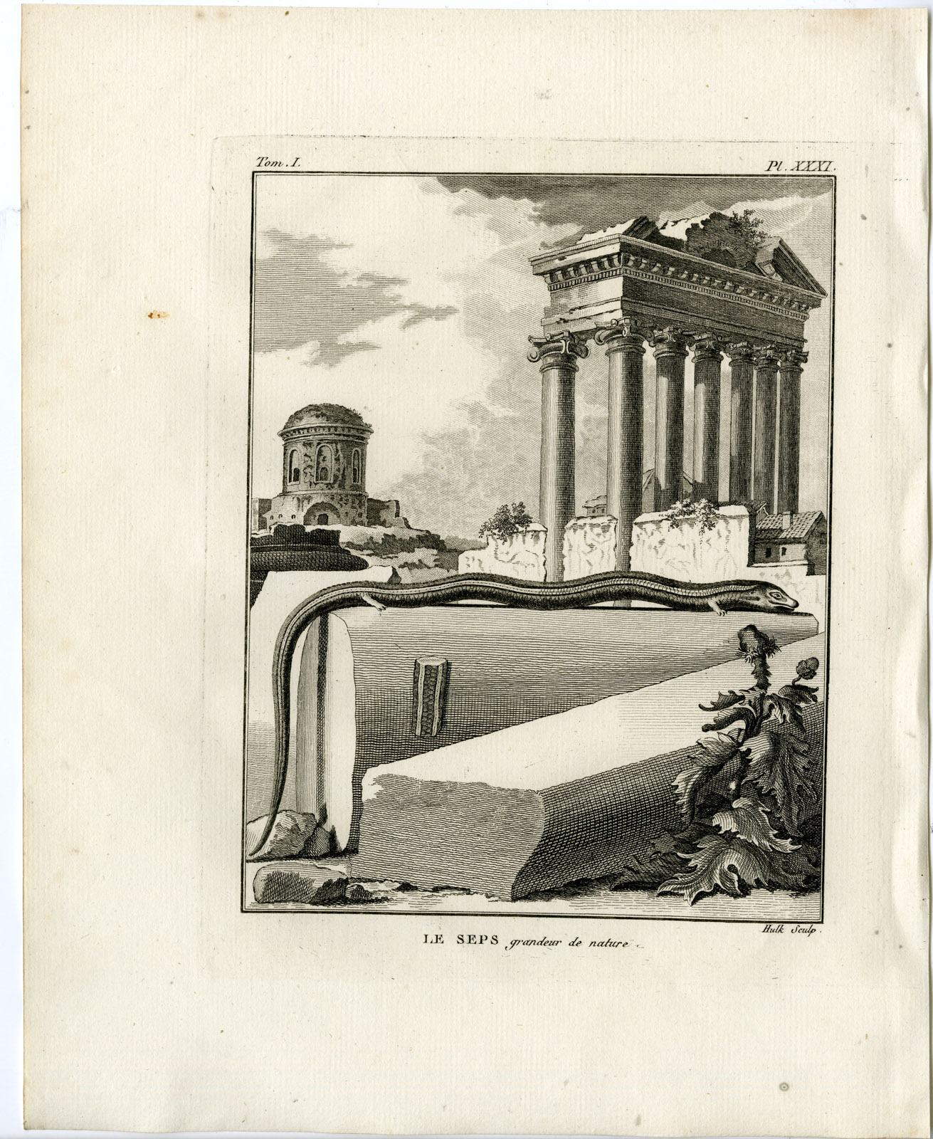 , Antique Print-WESTERN THREE TOED SKINK-Hulk-Buffon-Lacepede-1799, Pictura Antique Prints