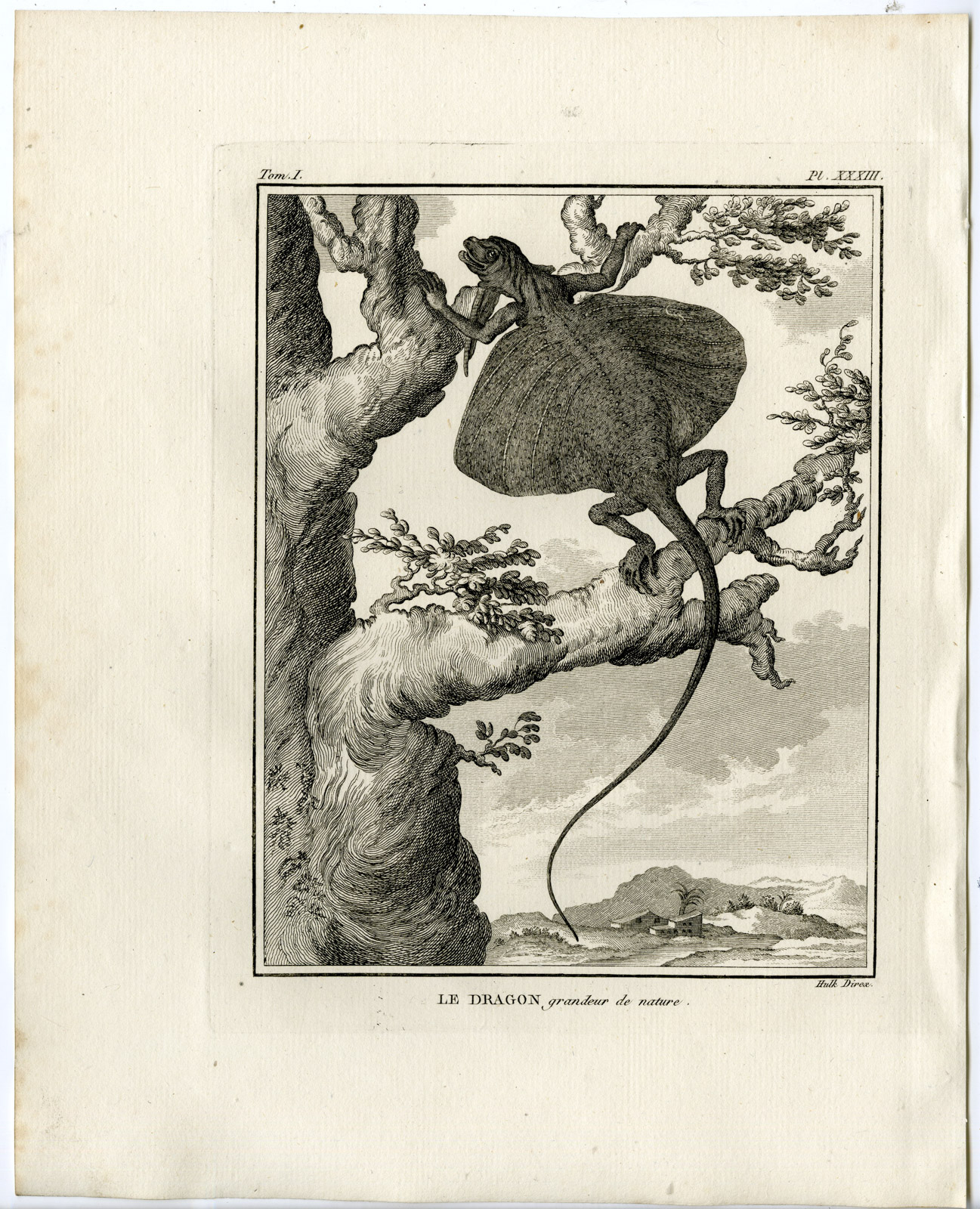 , Antique Print-FLYING DRAGON-LIZARD-GLIDING-Hulk-Buffon-Lacepede-1799, Pictura Antique Prints
