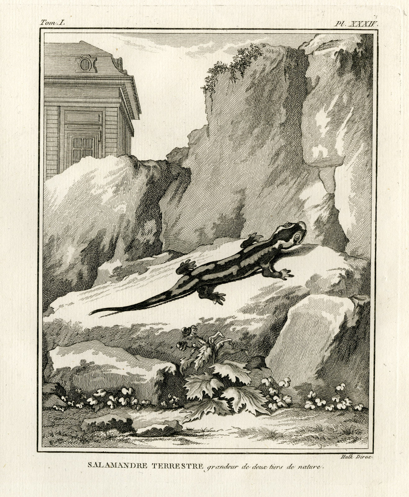 , Antique Print-FIRE SALAMANDER-SALAMANDRA-Hulk-Buffon-Lacepede-1799, Pictura Antique Prints