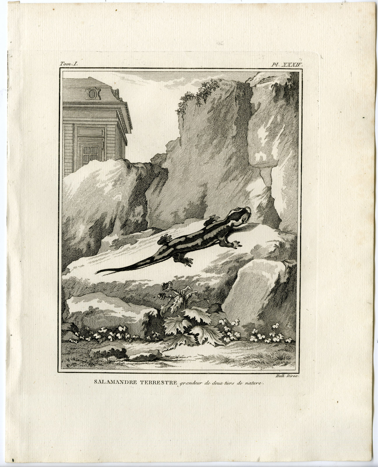 , Antique Print-FIRE SALAMANDER-SALAMANDRA-Hulk-Buffon-Lacepede-1799, Pictura Antique Prints