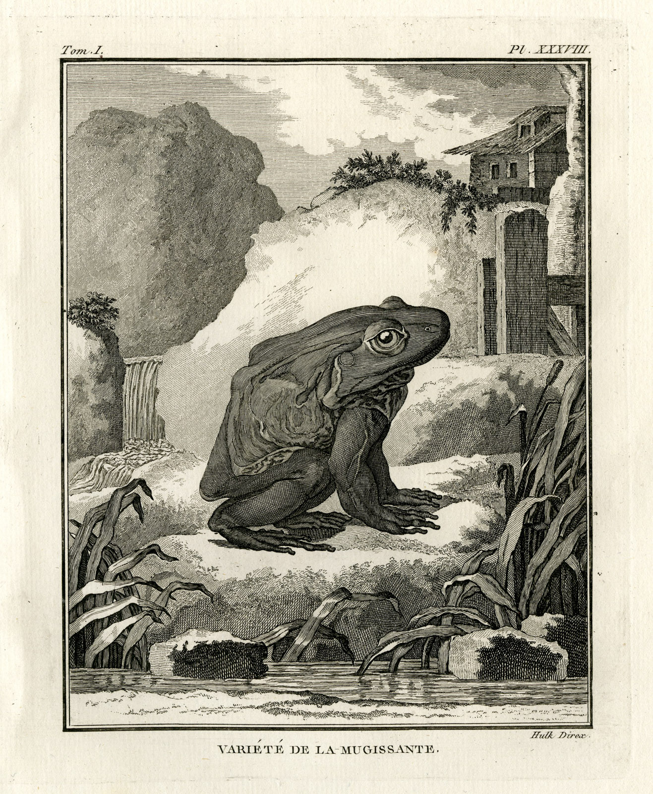 , Antique Print-BULLFROG VARIETY-MUGISSANTE-Hulk-Buffon-Lacepede-1799, Pictura Antique Prints
