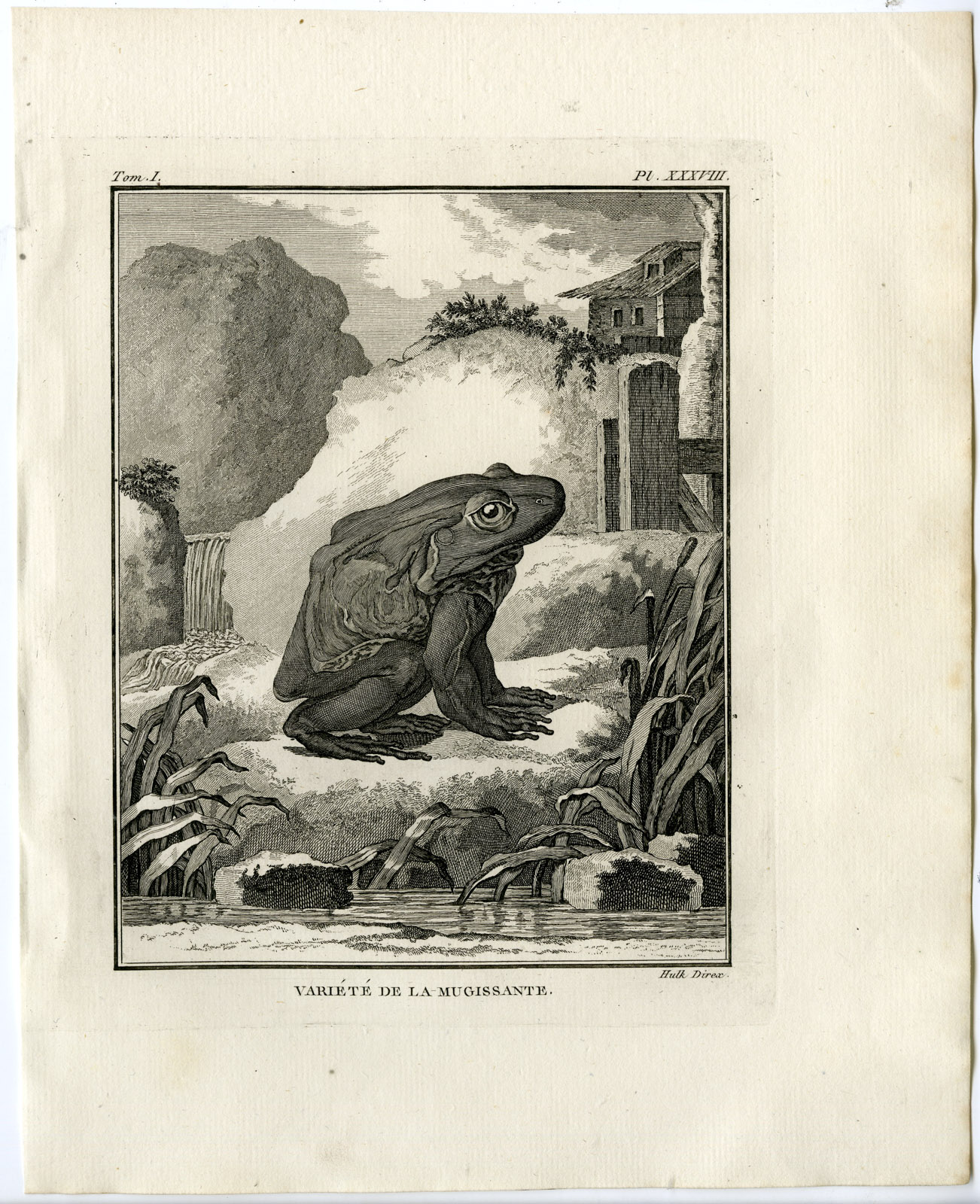 , Antique Print-BULLFROG VARIETY-MUGISSANTE-Hulk-Buffon-Lacepede-1799, Pictura Antique Prints
