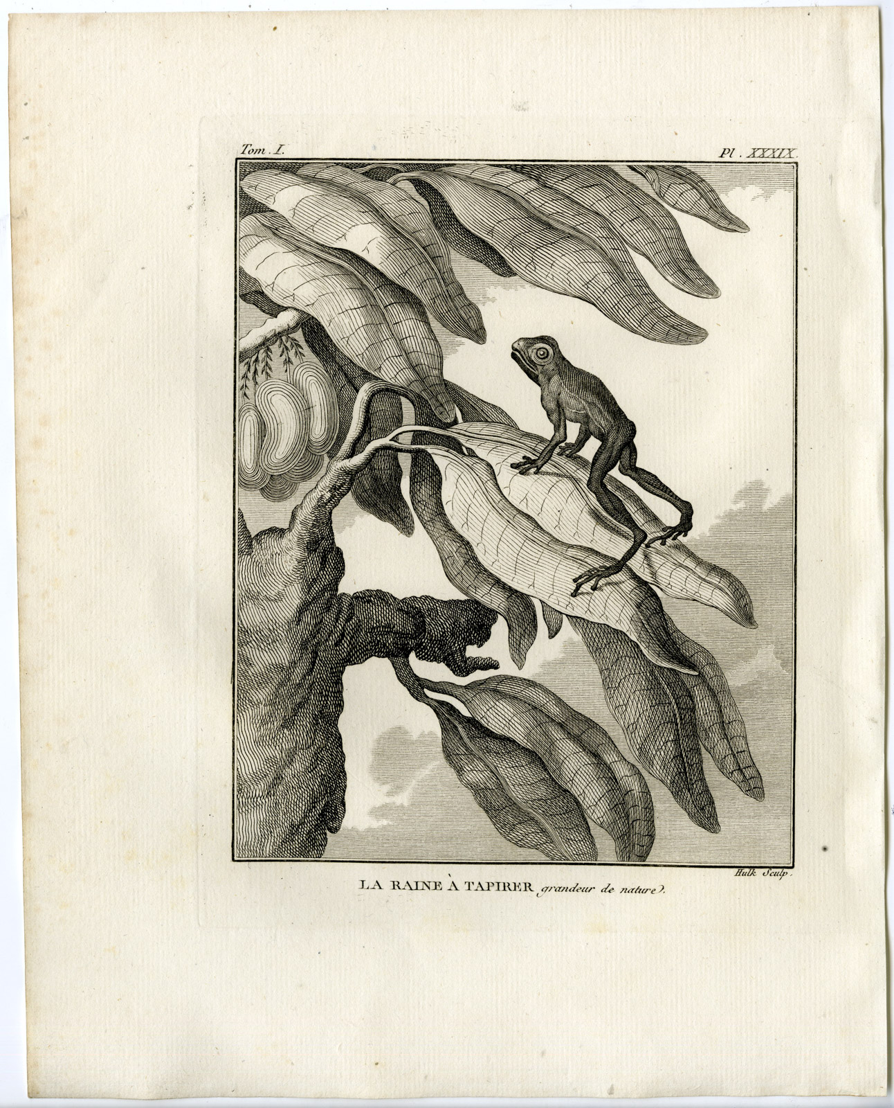 , Antique Print-TREE FROG-RAINE A TAPIRER-Hulk-Buffon-Lacepede-1799, Pictura Antique Prints