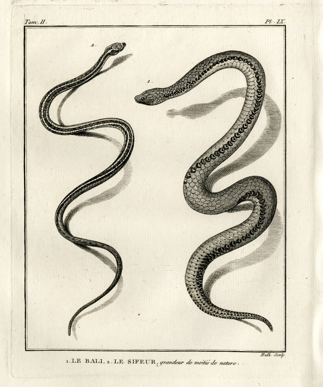, Antique Print-SNAKE SPECIES-LE BALI-SIFEUR-Hulk-Buffon-Lacepede-1799, Pictura Antique Prints