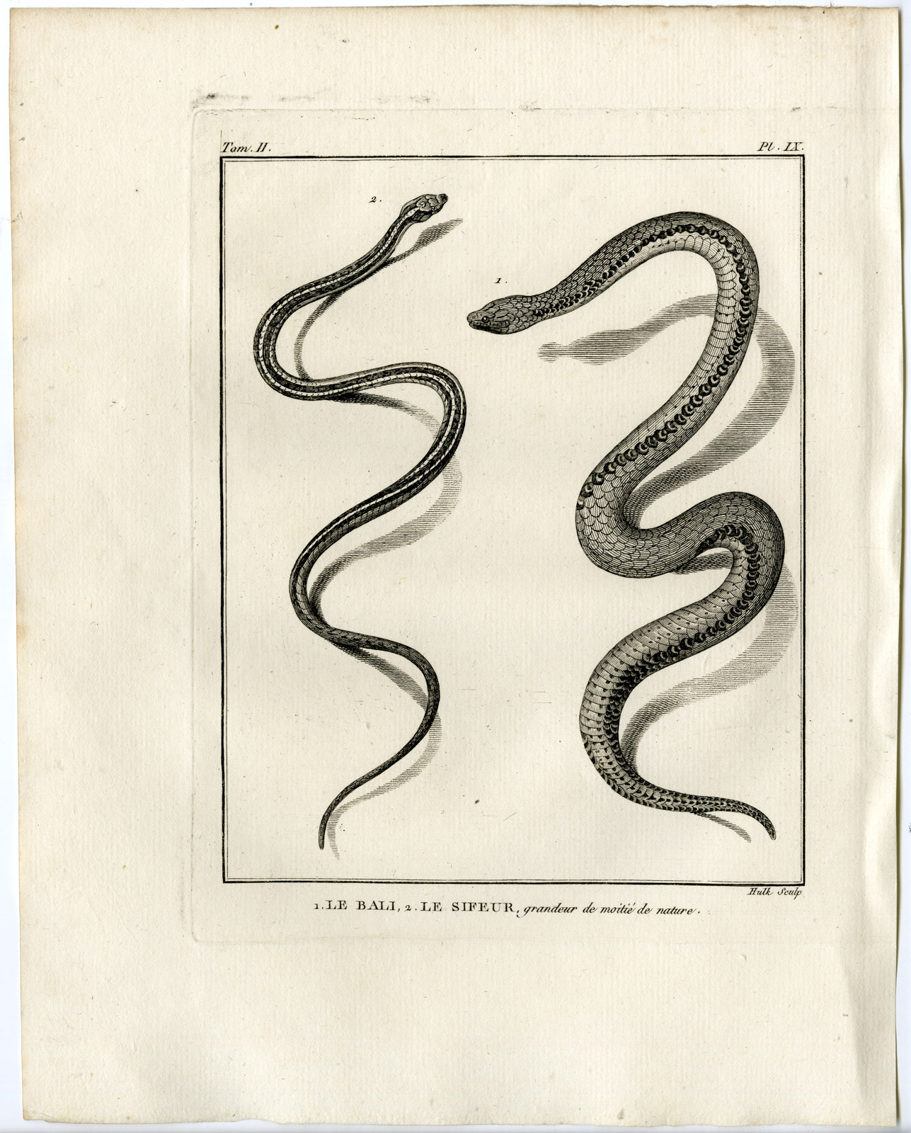 , Antique Print-SNAKE SPECIES-LE BALI-SIFEUR-Hulk-Buffon-Lacepede-1799, Pictura Antique Prints