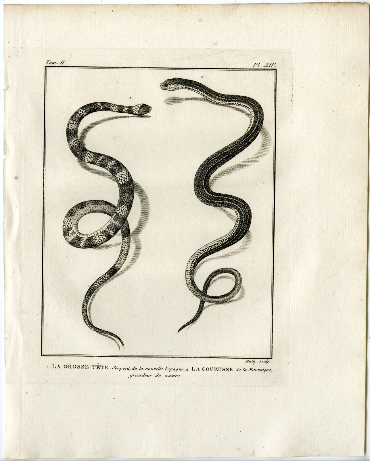 , Antique Print-LACEPEDE’S GROUND SNAKE-LA GROSSE TETE-Hulk-Buffon-Lacepede-1799, Pictura Antique Prints