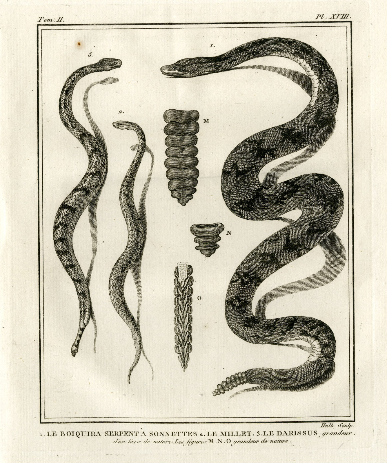, Antique Print-TIMBER RATTLESNAKE-S. AMERICAN-CROTALUS-Hulk-Buffon-Lacepede-1799, Pictura Antique Prints