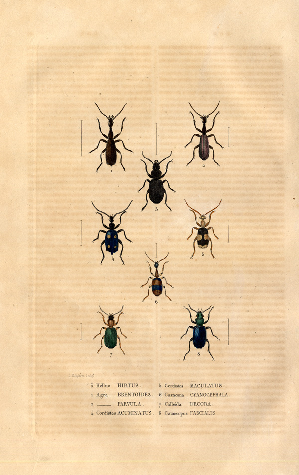 , Antique Print-GROUND-BEETLES-Drapiez-1853, Pictura Antique Prints