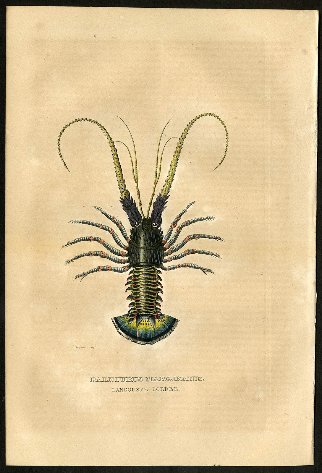 , -PALNIURUS-LANGOUSTE-SPINY LOBSTER-Drapiez-1861, Pictura Antique Prints
