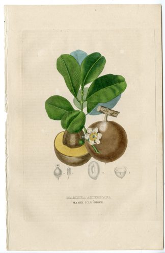 Antique Print-ABRICODO-MAMMEE-MAMMEA-Drapiez-1853