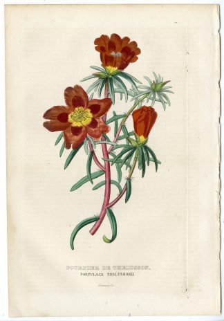 Antique Print-PORTULACA THELUSSONII-MOSS ROSE-Drapiez-1853