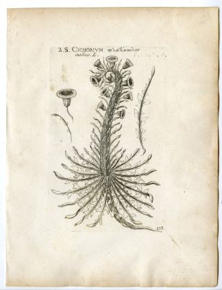 Rare-Antique Print-COMMON CHICORY-CICHORIUM INTYBUS-PL.113-Belleval-1796