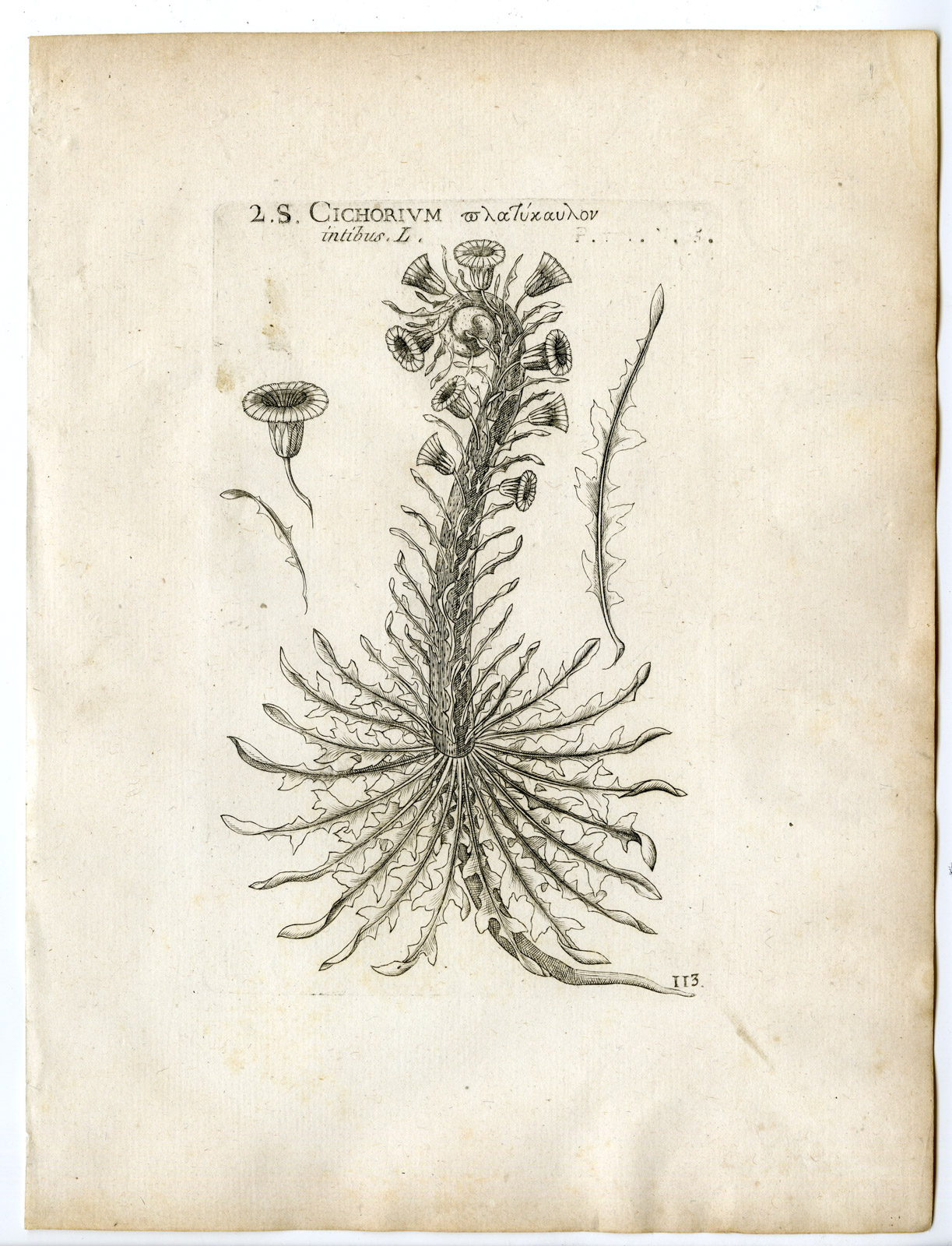 , Rare-Antique Print-COMMON CHICORY-CICHORIUM INTYBUS-PL.113-Belleval-1796, Pictura Antique Prints