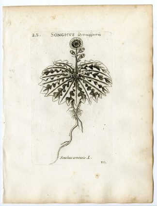 Rare-Antique Print-SONCHUS ARVENSIS-SOW THISTLE-PL.115-Belleval-1796