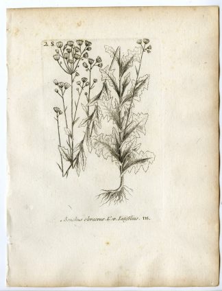 Rare-Antique Print-SONCHUS OLERACEUS-SOWTHISTLE-USTULATUS-PL.116-Belleval-1796