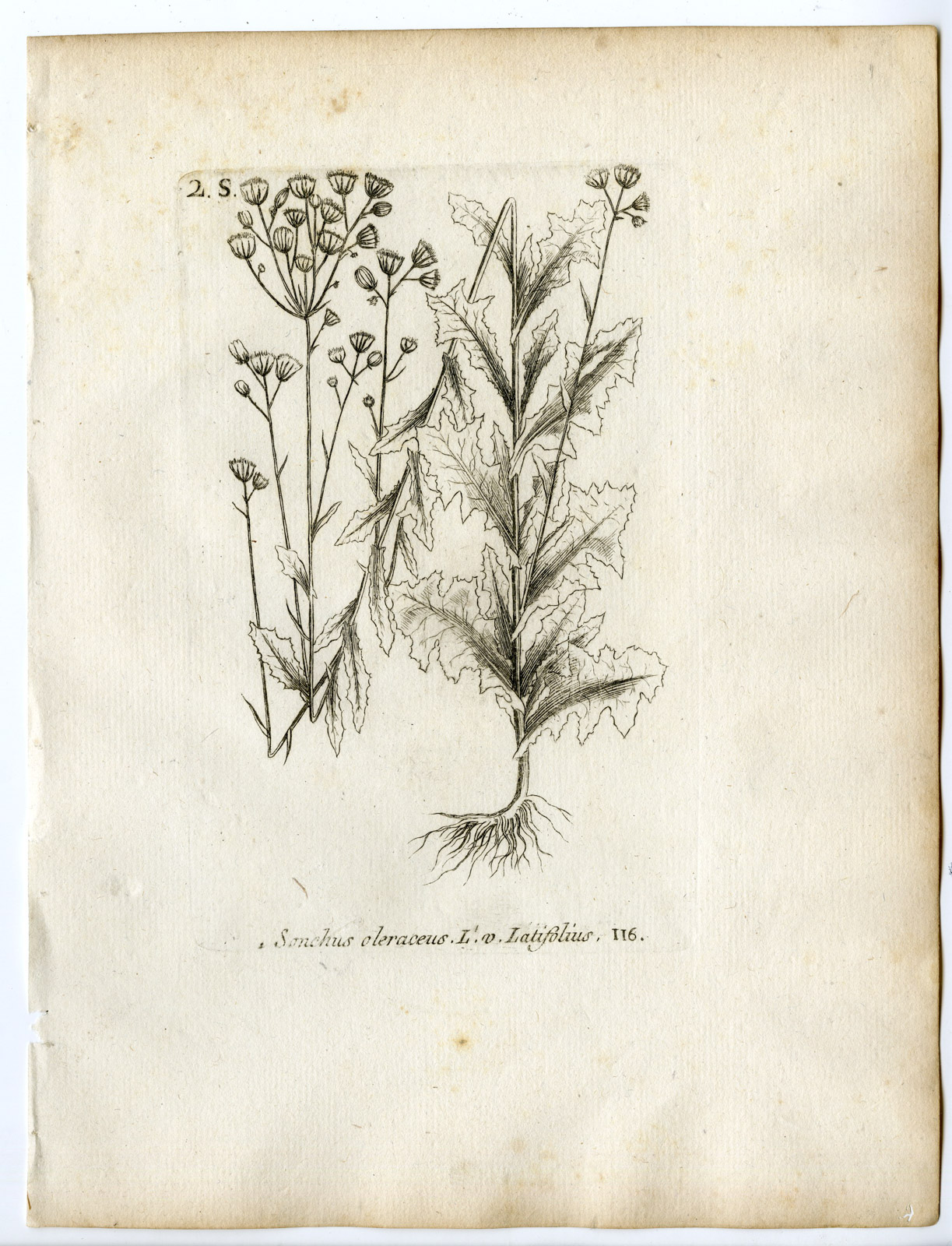 , Rare-Antique Print-SONCHUS OLERACEUS-SOWTHISTLE-USTULATUS-PL.116-Belleval-1796, Pictura Antique Prints