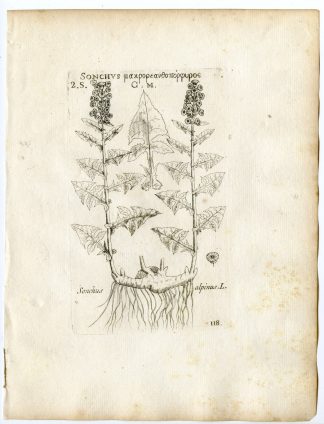 Rare-Antique Print-CICERBITA-SONCHUS-ALPINE SOW THISTLE-PL.118-Belleval-1796