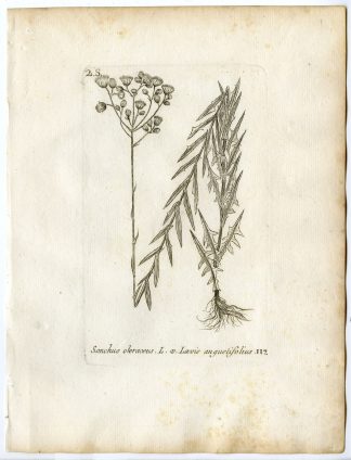 Rare-Antique Print-SONCHUS OLERACEUS-COMMON SOWTHISTLE-PL.117-Belleval-1796